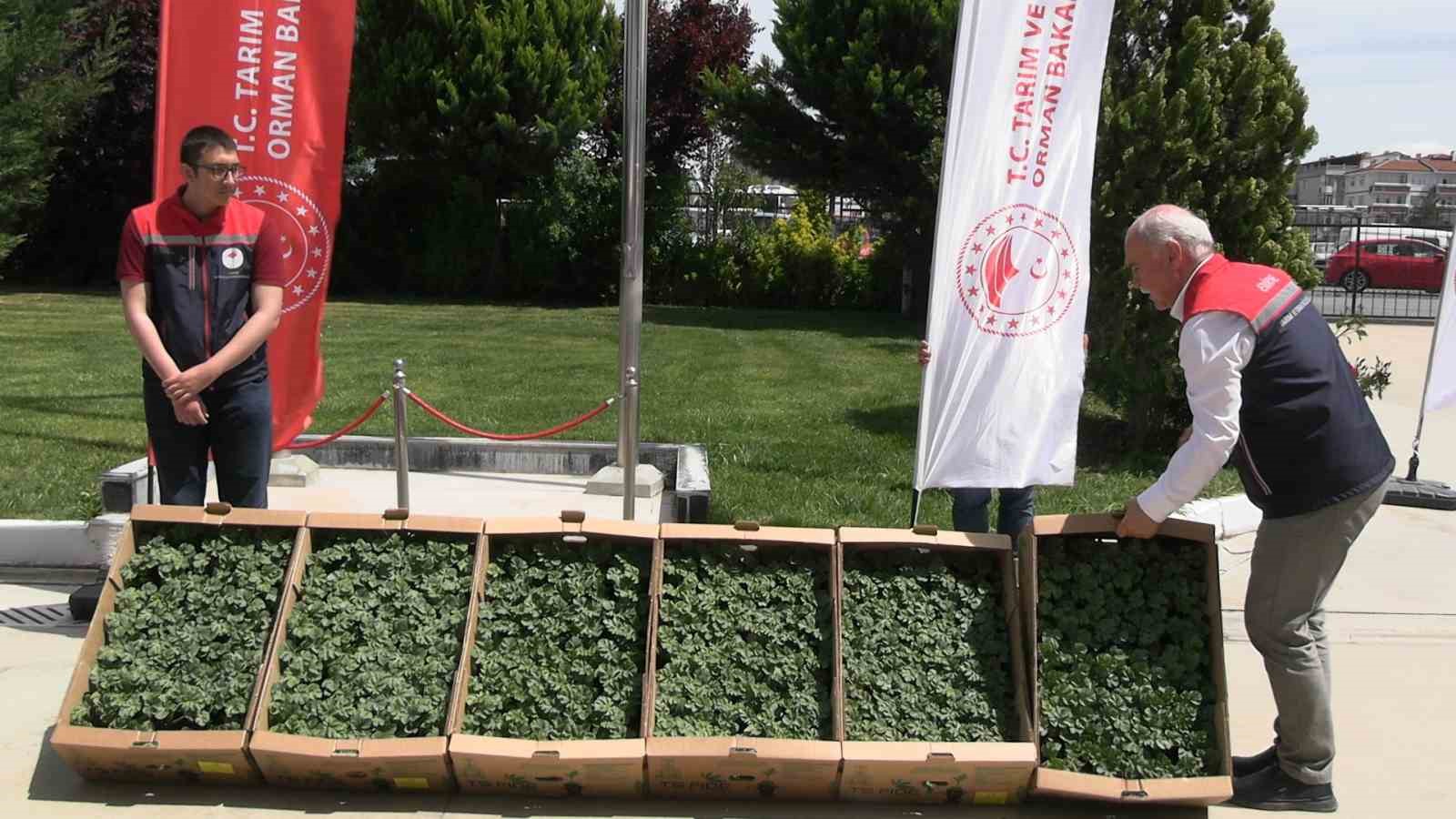 Edirne’de karpuz fideleri üreticiyle buluştu: 63 çiftçiye 60 bin fide dağıtıldı