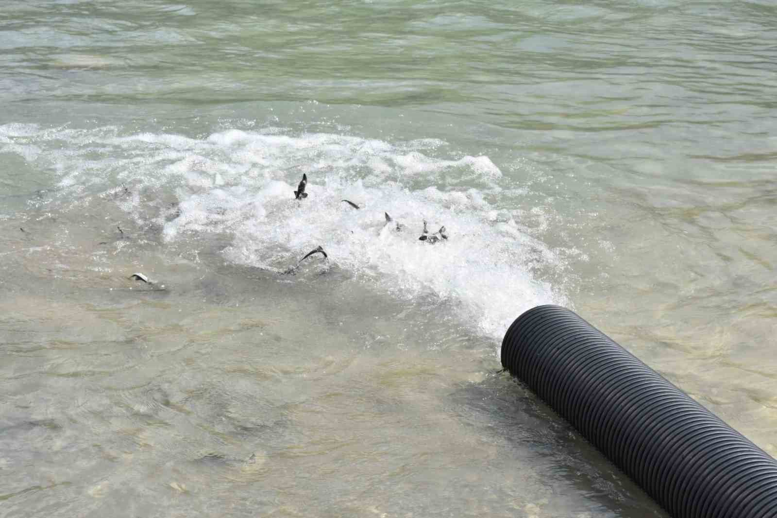Sinop’ta 2 bin adet mersin balığı denize bırakıldı