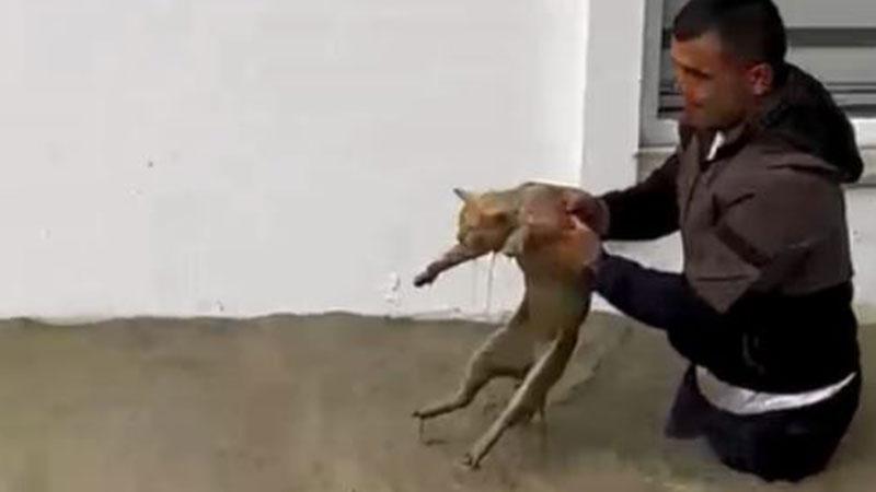 Sel sularına kapılan kediyi boğulmaktan kurtardıSamsun’un Havza ilçesinde belediyede güvenlik görevlisi olan Selçuk Bekdemir’in sel sularına kapılan kediyi kurtardığı anlar kameraya yansıdı.