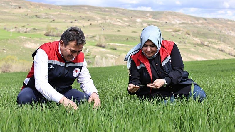 Yağışlar nedeniyle tarımda 'sarı pas' alarmı