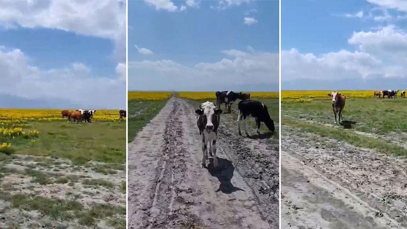 Koruma altındaki Eber sarısının yetiştiği alanda hayvan otlatılmasına inceleme