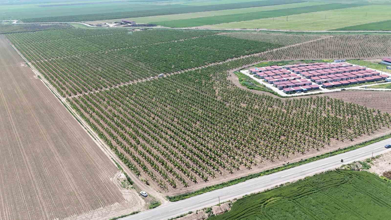 Mesaileri başlayan tarım işçileri, Amik Ovası’nda bin 100 TL yevmiye alacak