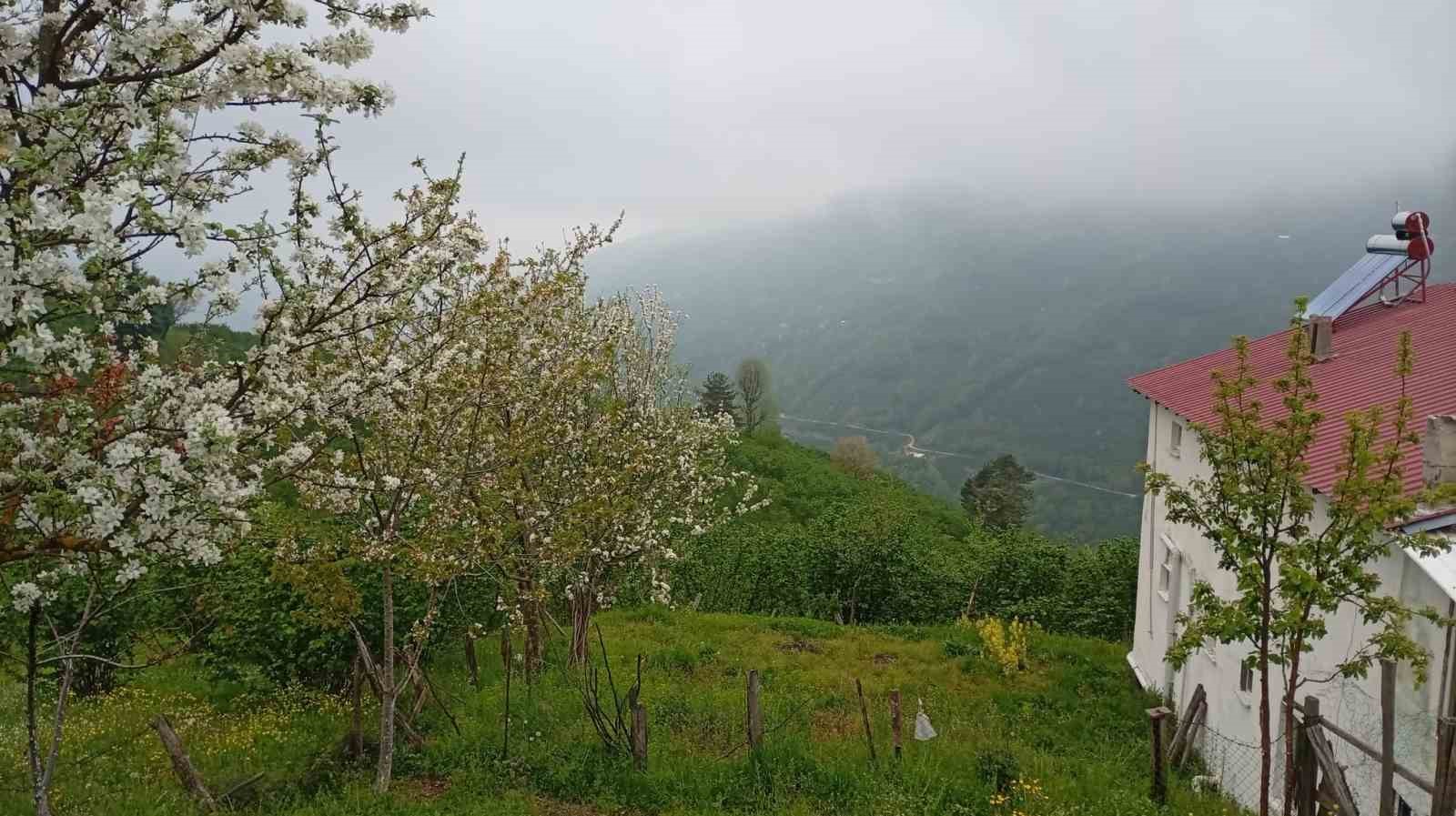Hendek’in yüksek kesimlerinde bahar ve sis bir arada