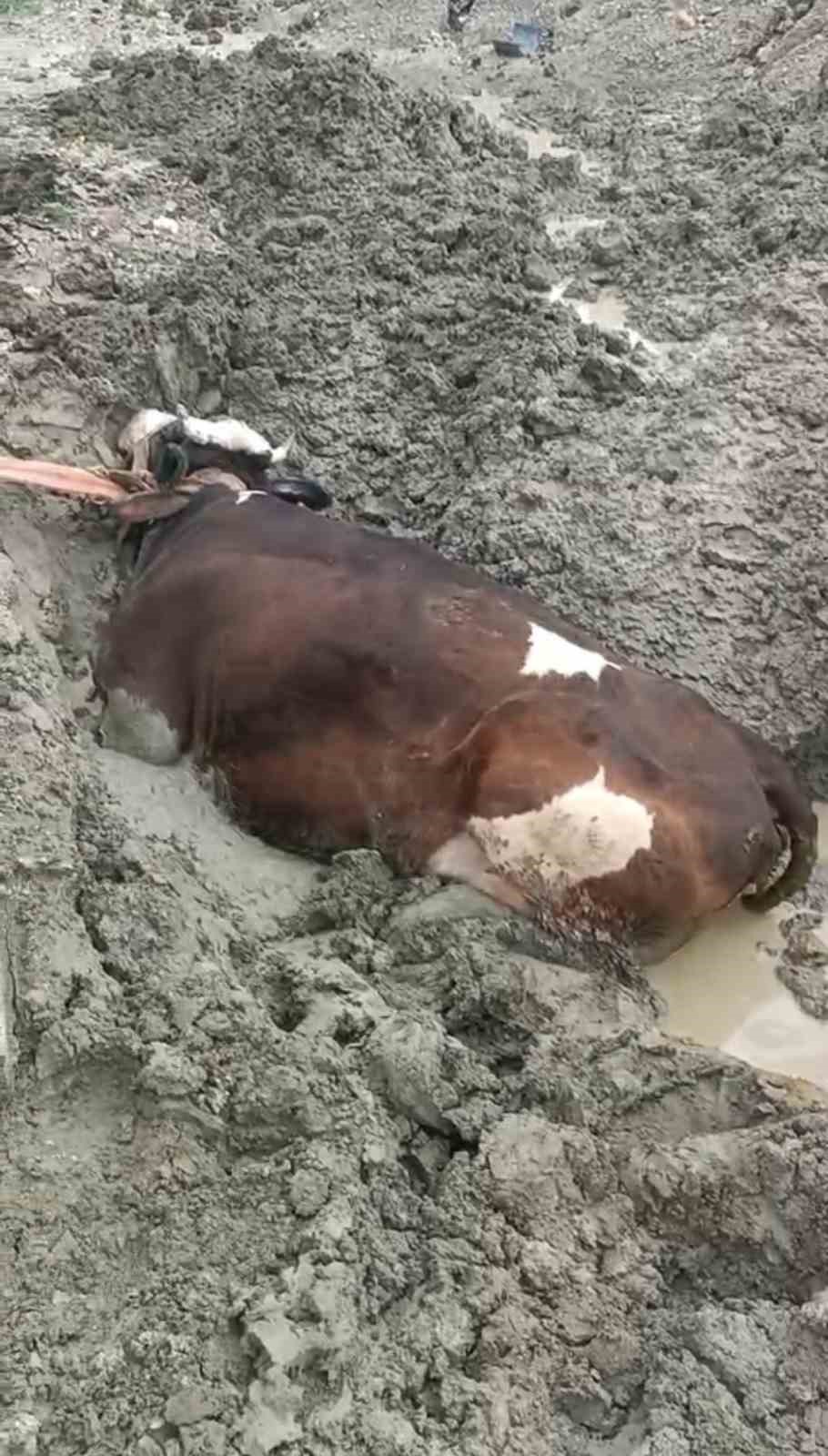 Bataklıkta mahsur kalan inek iş makinesiyle kurtarıldı