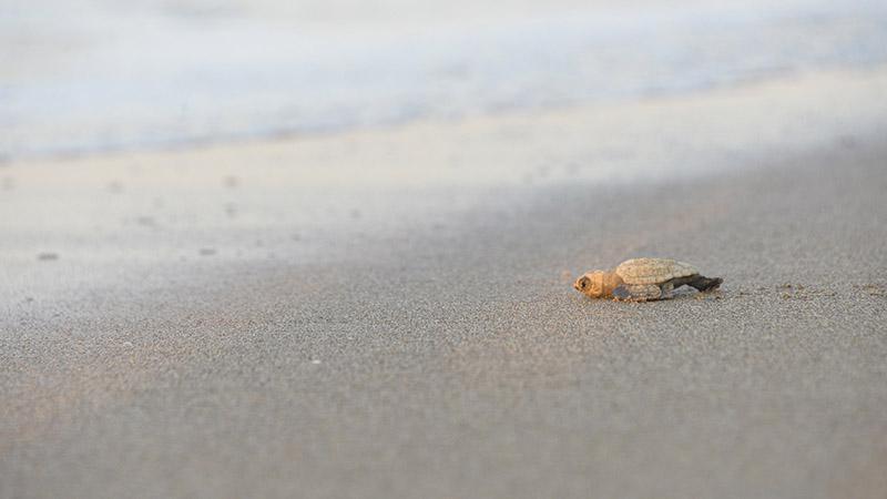 32 yıllık caretta mücadelesi; 1,5 milyon yavru denize ulaştı
