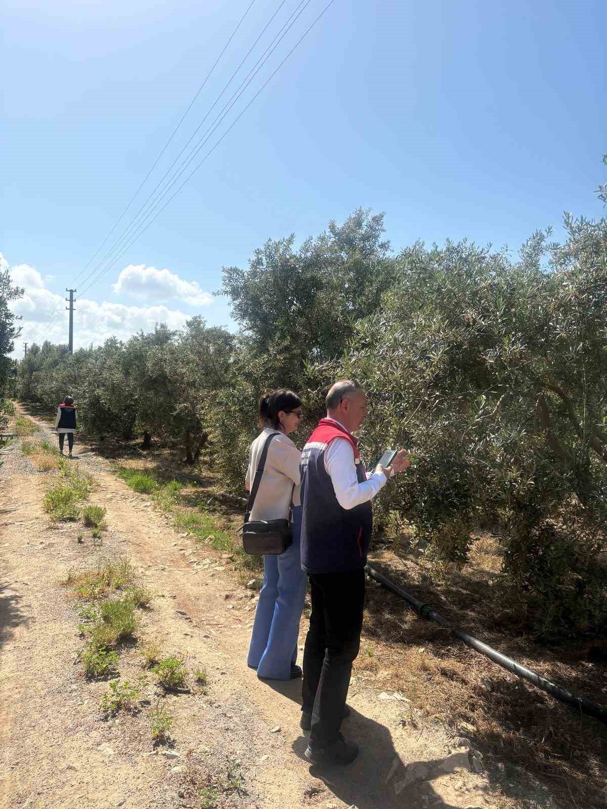 Didim’de zeytin verim tespit çalışmaları başladı