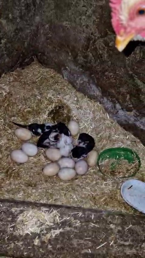 Tavuk ile kedi arasında "Annelik krizi" kamerada