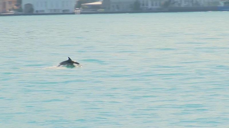 İstanbul Boğazı'nda yunus sürpriziİstanbul Boğazı'nda sabah saatlerinde ortaya çıkan yunuslar dans etti. Bir süre su yüzeyinden zıplayan yunuslar daha sonra gözden kayboldu.