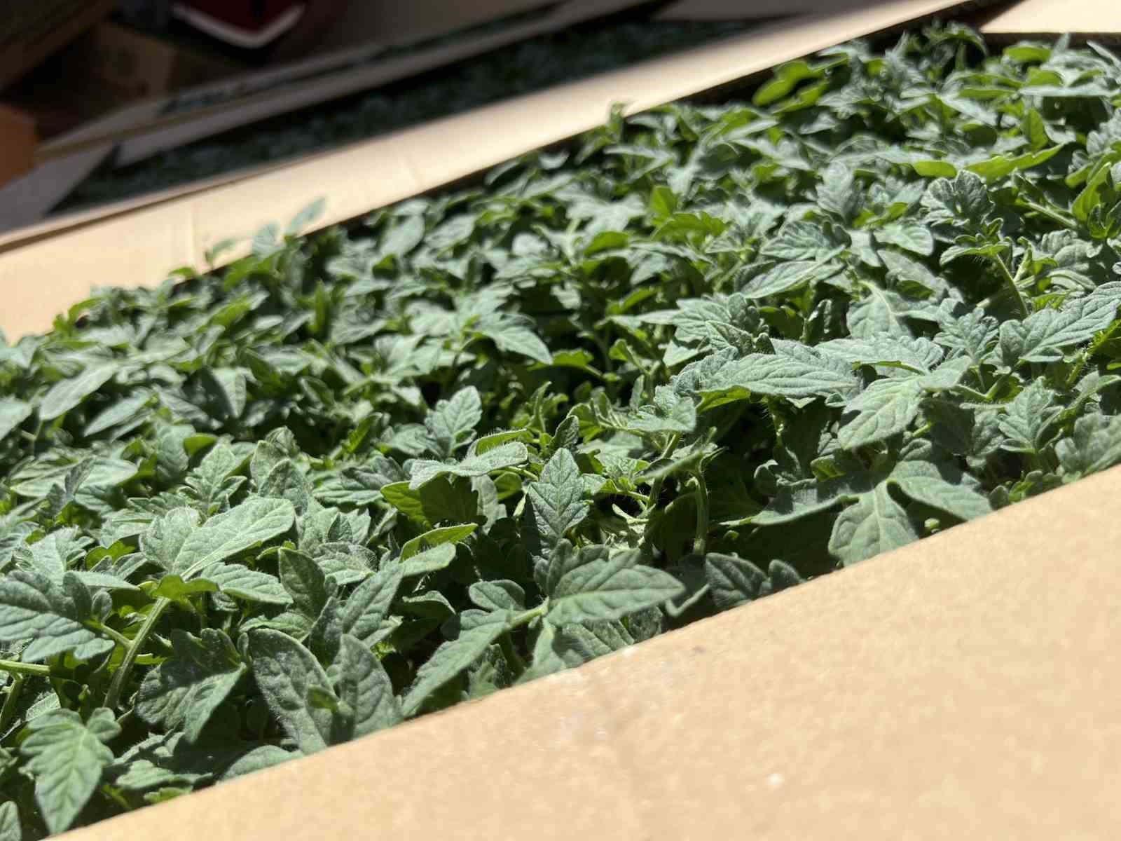 Karadeniz Ereğli’de üreticilere yüzde 75 hibe destekli fidan dağıtıldı