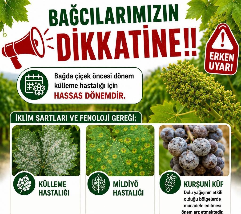Bağlarda üreticilere ilaçlama uyarısı