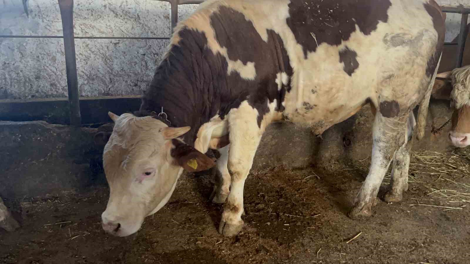 Kars’ta 600 kiloluk boğa görenlerin ilgisini çekiyor