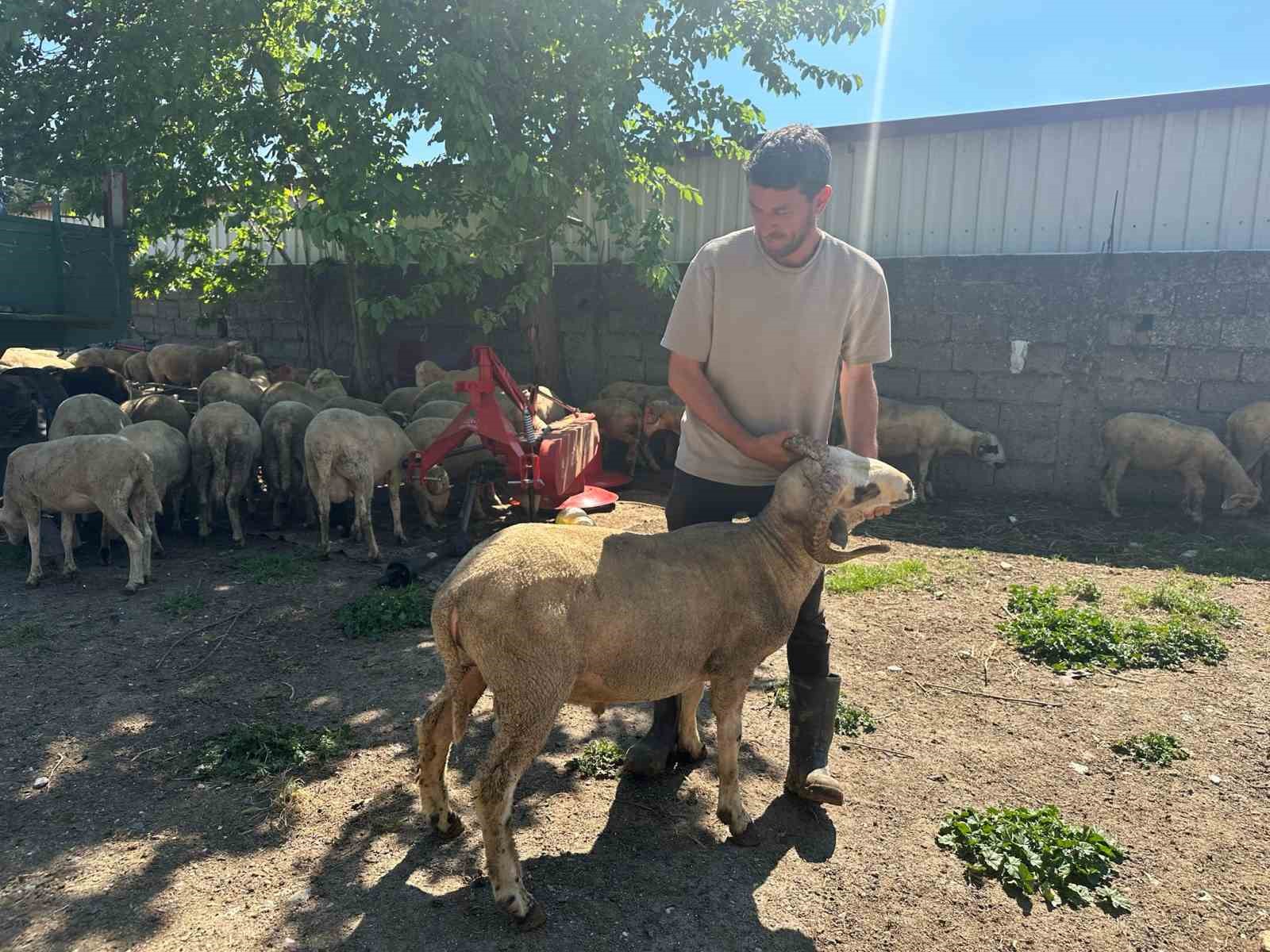 Kestirmek isteyene kırsalda kurbanlık 20 bin liradan başlıyor