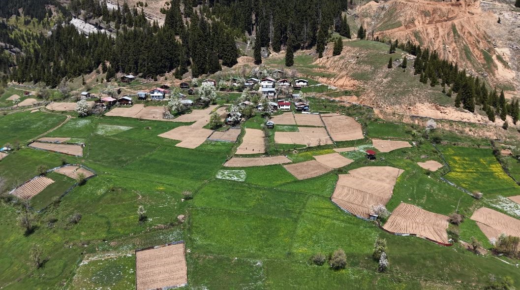 Artvin’de 1400 rakımda imece usulü doğal tarım