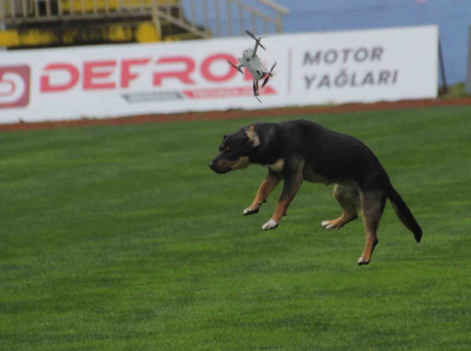 19 Mayıs kutlamalarında tehlikeli anlar: Stada giren başıboş köpek, dronu böyle düşürdü