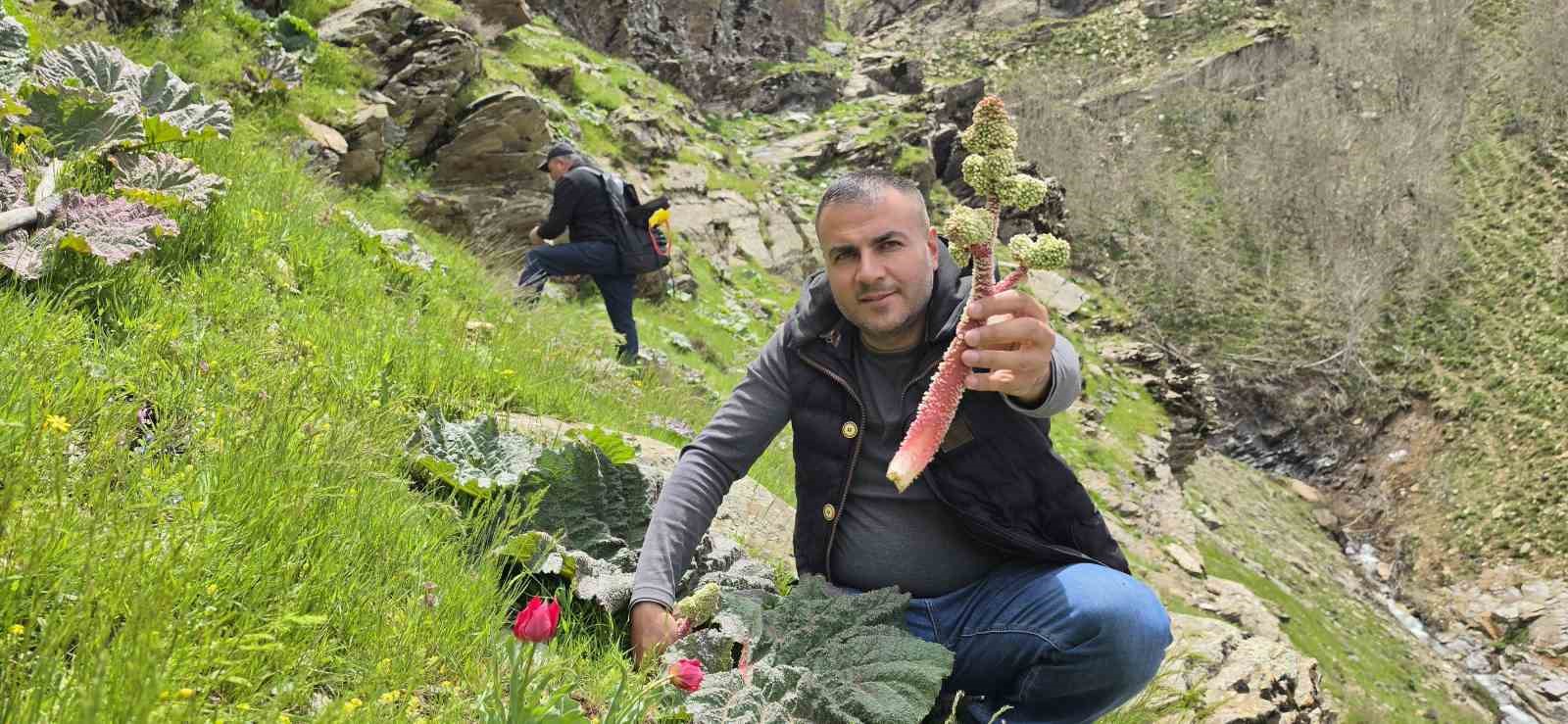 Bitlisliler ’yayla muzu’ için dağlara akın etti