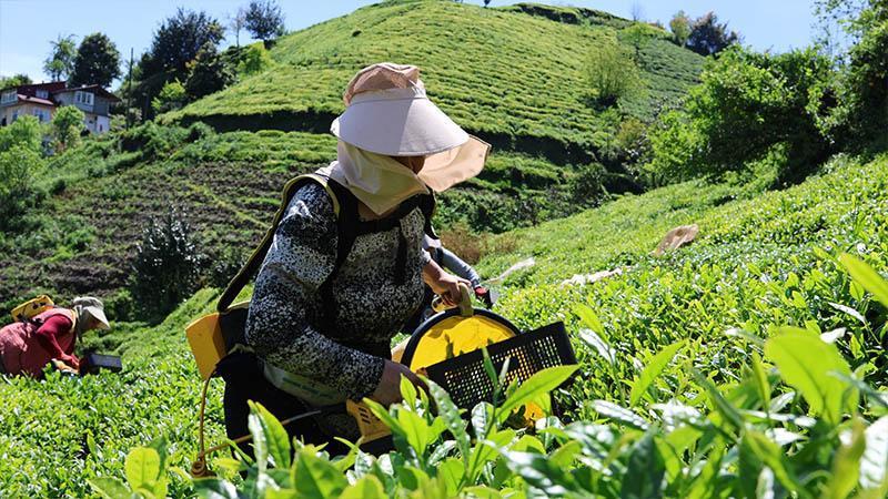 Karadeniz'de çay toplama ücretleri belirlendi