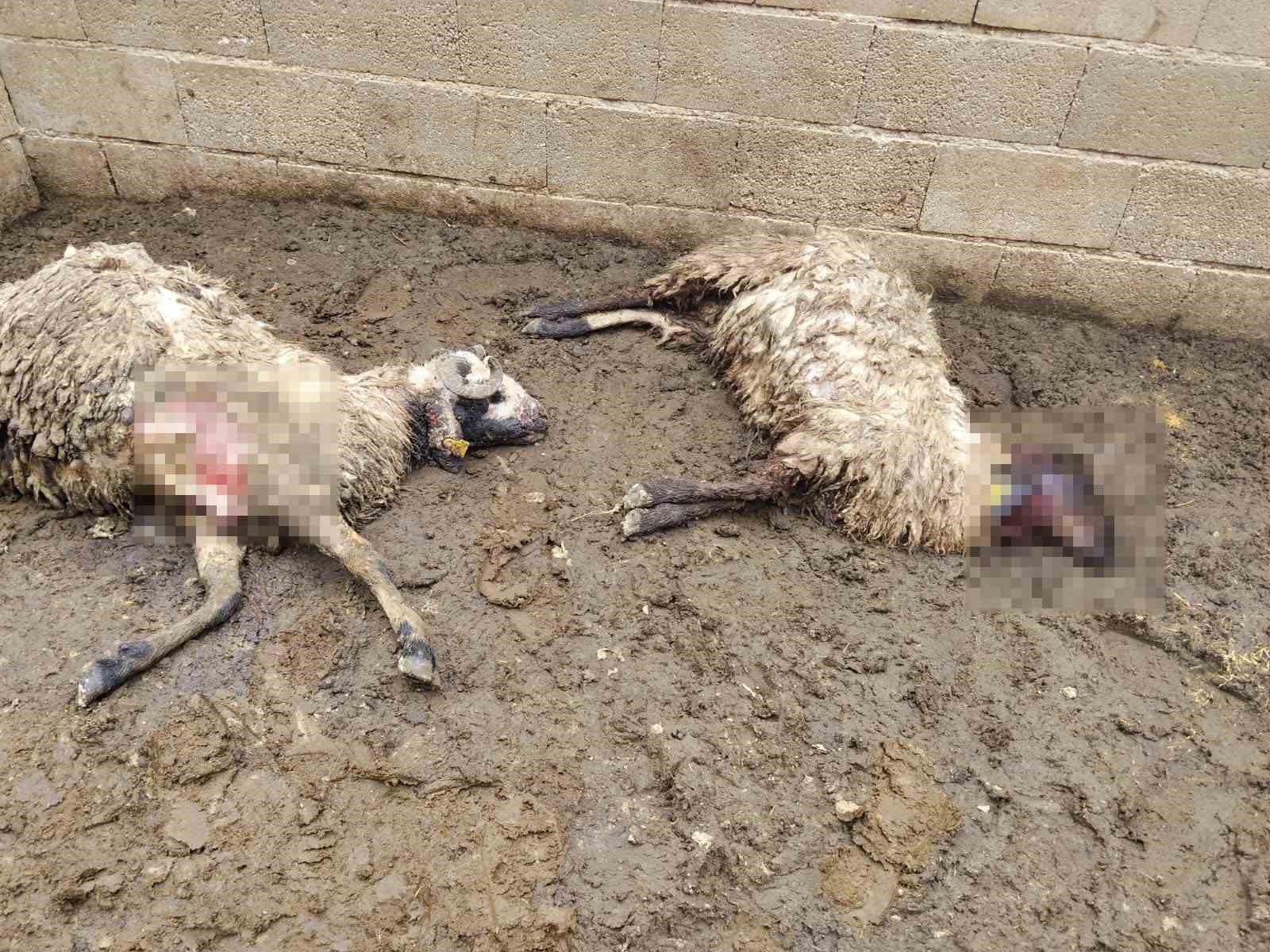 Ağıla giren kurt kurbanlık hayvanları telef etti