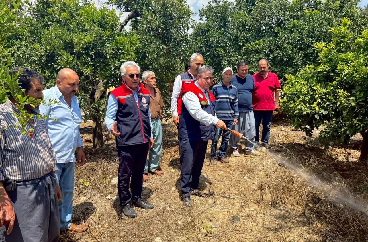 Akdeniz meyve sineğiyle mücadele kesintisiz sürüyor