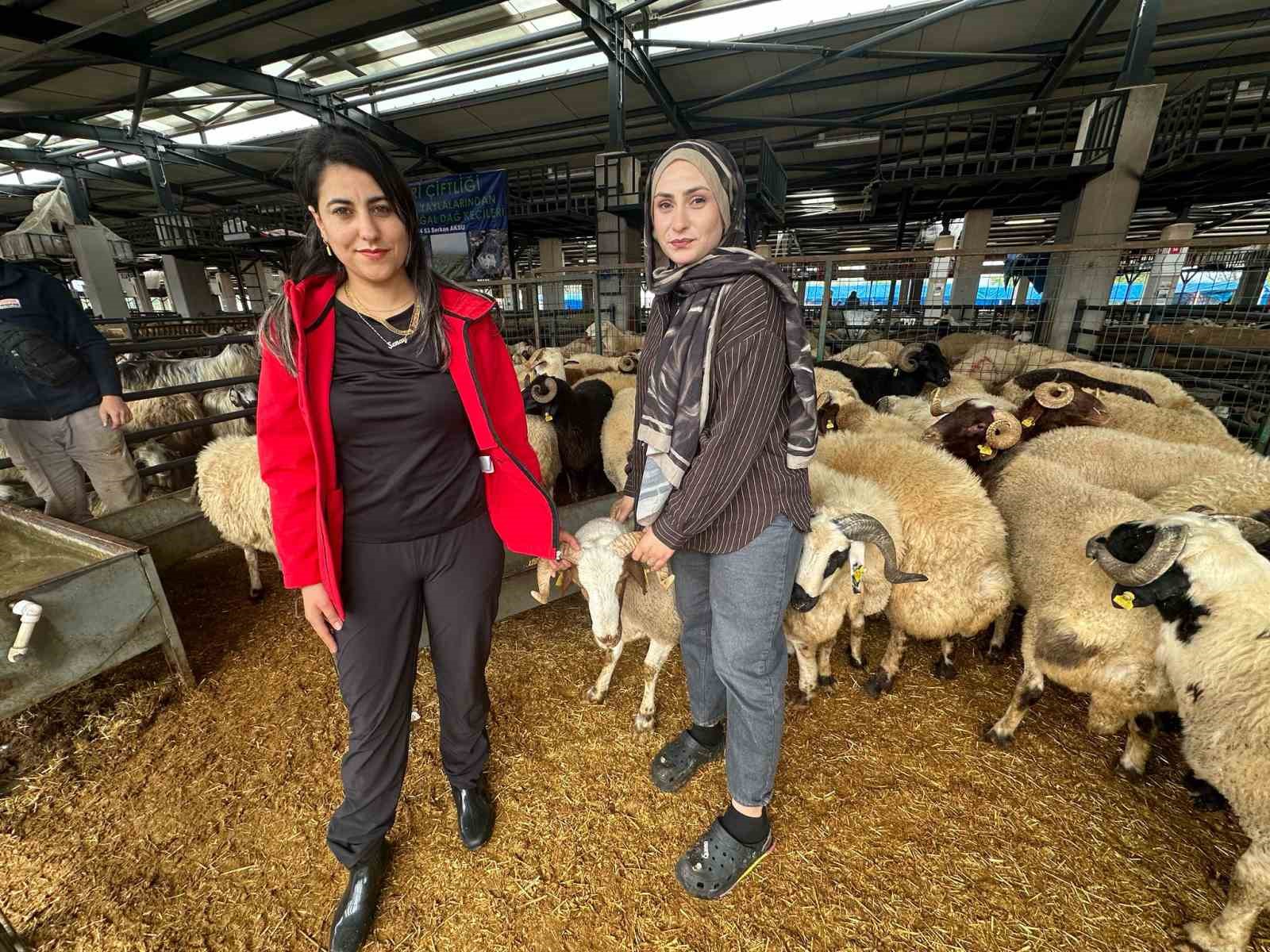 İki genç kuzen celep, Bursa’daki kurban pazarında rekabeti artırdı