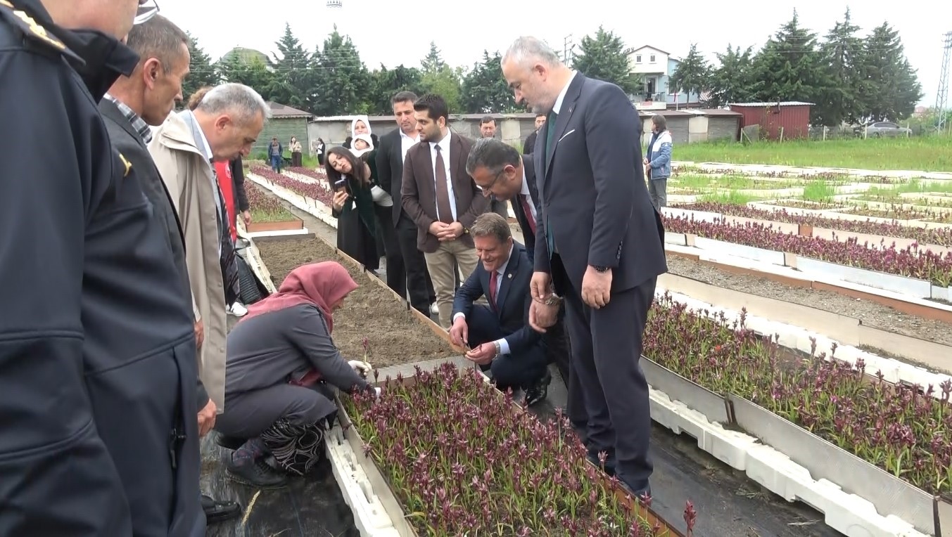 Doğadan tarlaya salep yolculuğu Samsun’da büyüyor