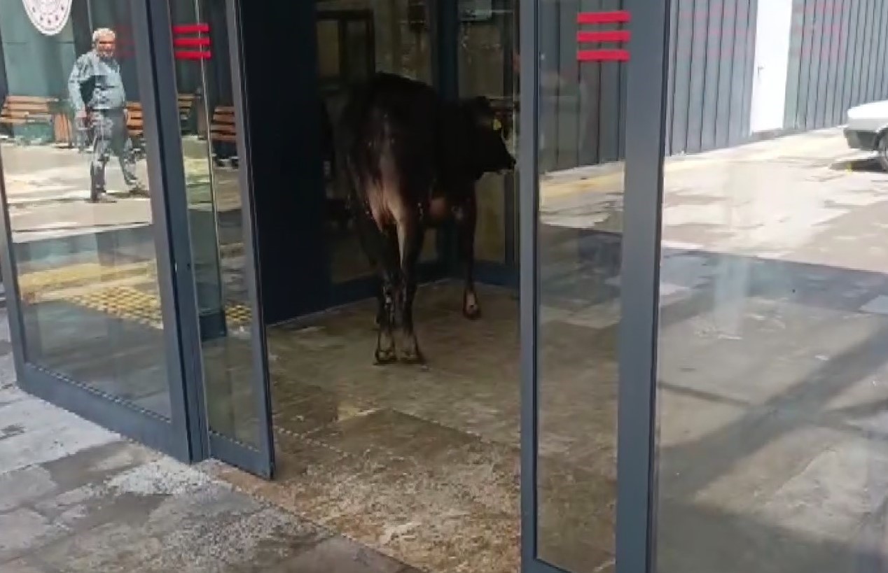 Nizip’te kaçan kurbanlık dana soluğu acil serviste aldı