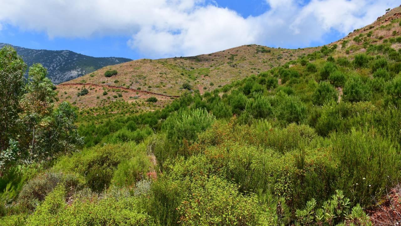 Manisa'da ormanlık alanlara girişler yasaklandı