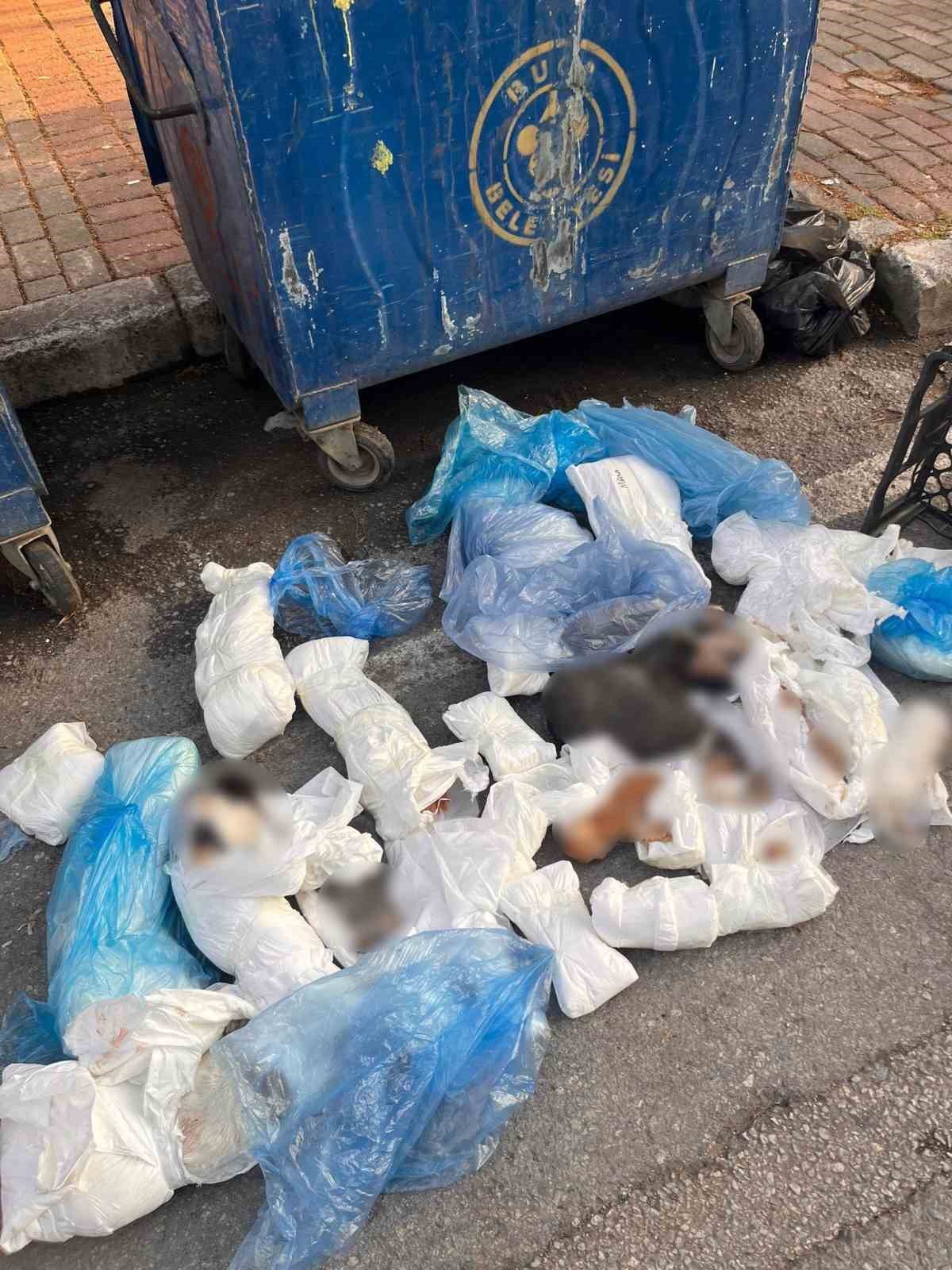 İzmir’de 33 ölü kedi olayında gözaltına alınan veteriner, tutuklama talebiyle mahkemeye sevk edildi