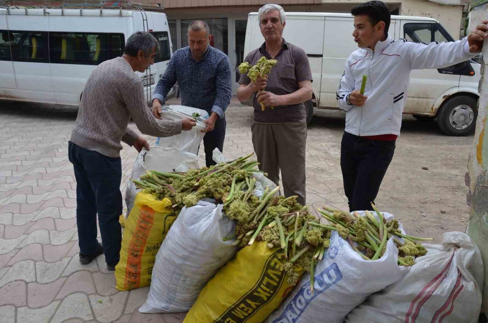 Yaylalardan toplandı, tezgâhlarda satışa sunuldu