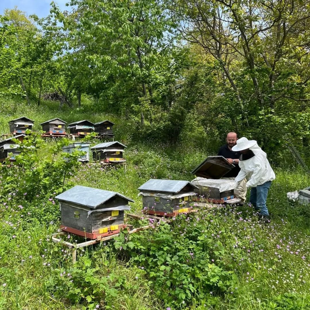 Düzce’de yıllık 502 ton üretiliyor