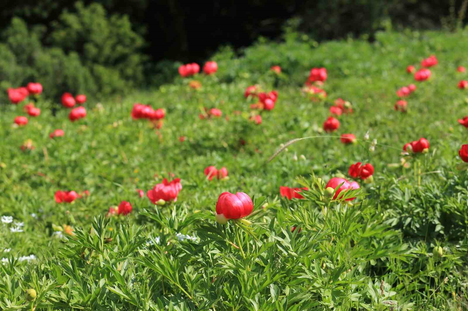 Şakayıklar Spil Dağı Milli Parkı’nı kırmızıya bürüdü