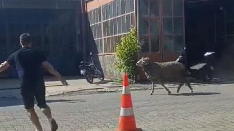Sahibinin elinden kaçan kurbanlık koç, zor anlar yaşattı