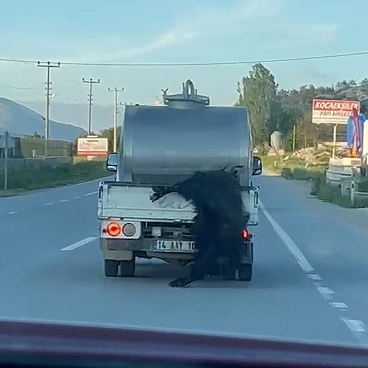 Kurbanlığı araçtan sarkıtıp kilometrelerce sürükledi