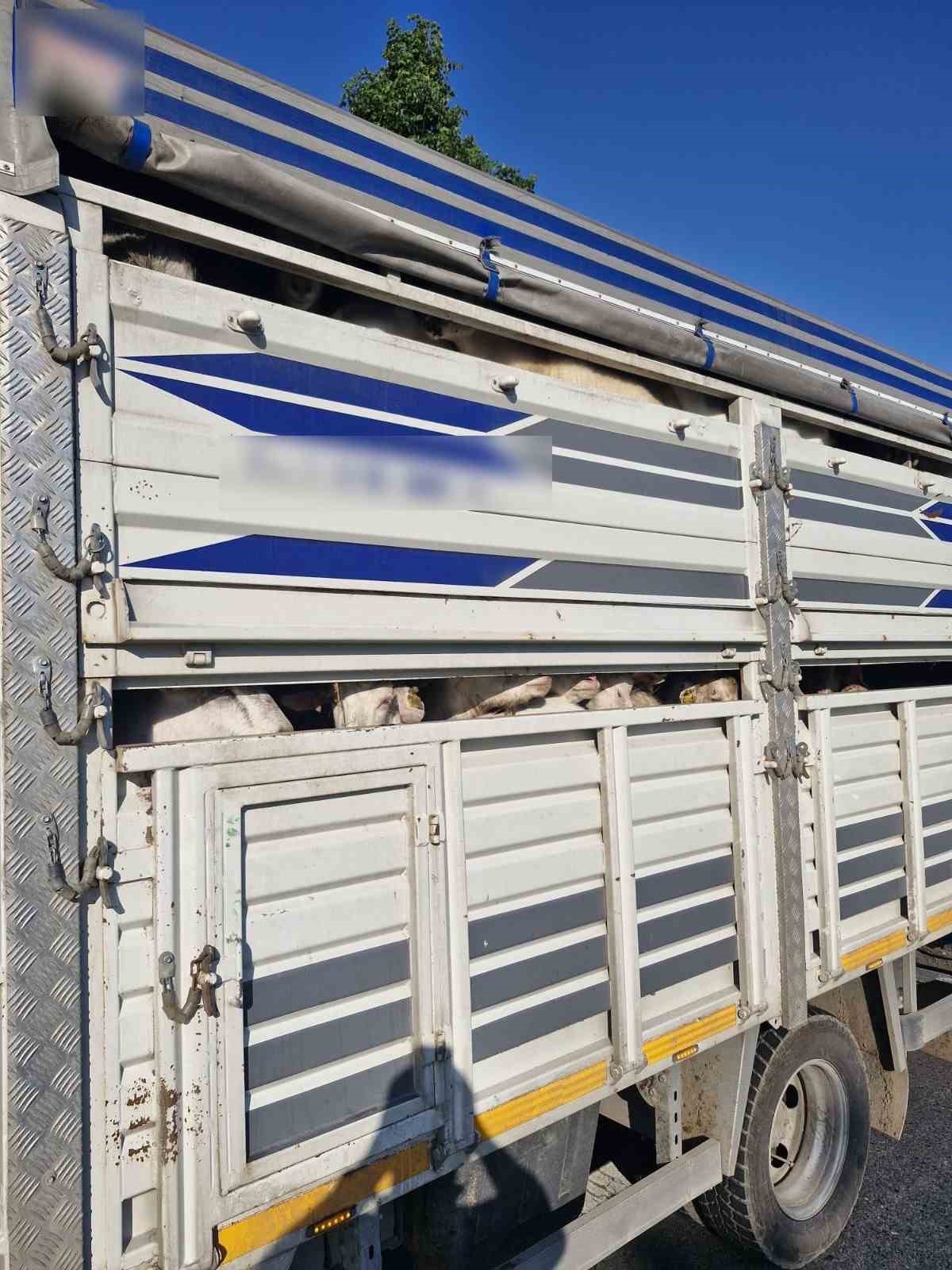 İstanbul’da kaçak kurbanlık operasyonu: Kaçak 126 kurbanlık yakalandı, sürücülere ceza yağdı