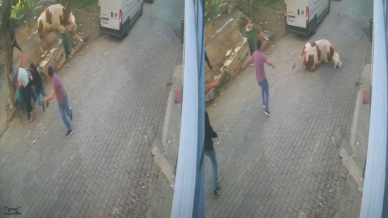 Kesilmek üzereyken kaçan boğa güçlükle yakalandı; o anlar kameradaBursa’da kesilmek üzereyken kasabın elinden kaçan boğa, kovalamayla yakalandı. O anlar bir apartmanın güvenlik kamerasıyla görüntülendi.
