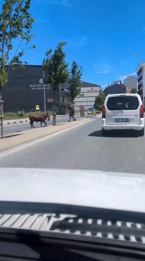 Arnavutköy’de kaçan kurbanlığın ortalığı birbirine kattığı anlar kamerada