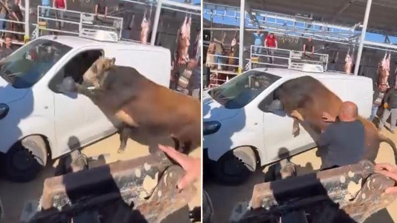 Kesimden kaçan boğa minibüsün camından içeri girmeye çalıştıAnkara'da kesimden kaçan kurbanlık boğa, vatandaşlara zor anlar yaşattı. Boğa, minibüsün şoför kapısının açık camından içeri girmeye çalıştı.