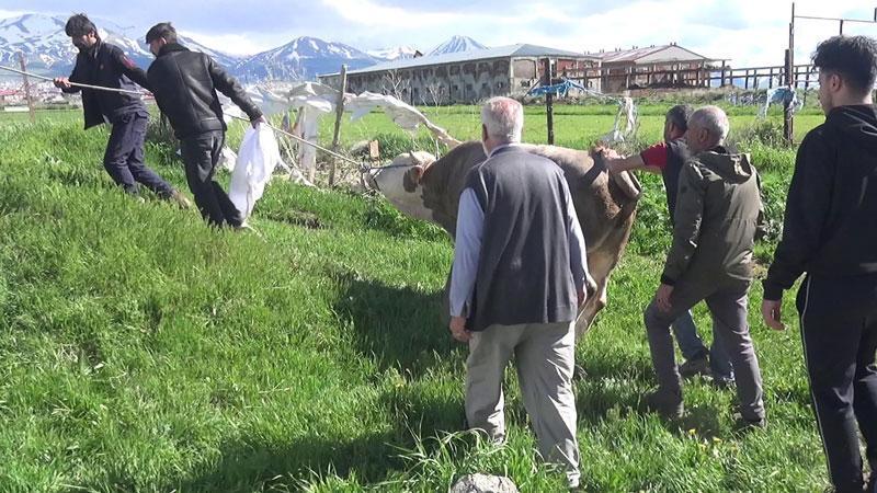 Kurban keserken kalp krizi geçirip öldüErzurum'da kurban kesimi sırasında kalp krizi geçiren kişi hayatını kaybetti. Kesim sırasında kendilerini yaralayan 110 kişi hastanelere başvurdu.