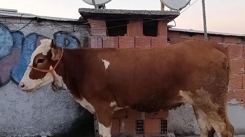 Kurbanlık boğa 6 katlı binanın terasında kesildi