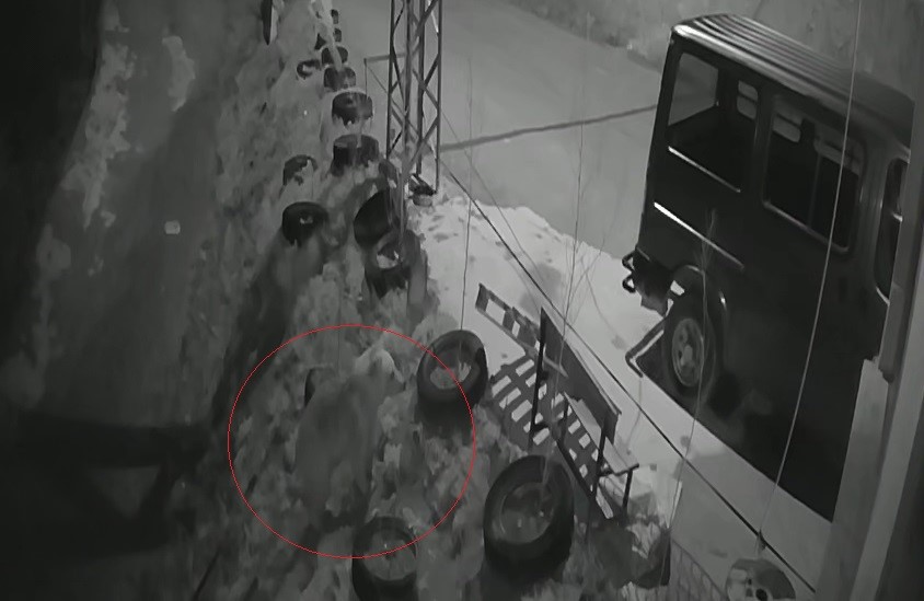 Bayburt’ta köye inen aç ayı kurdun tavşanı kovaladığı noktada yiyecek aradı