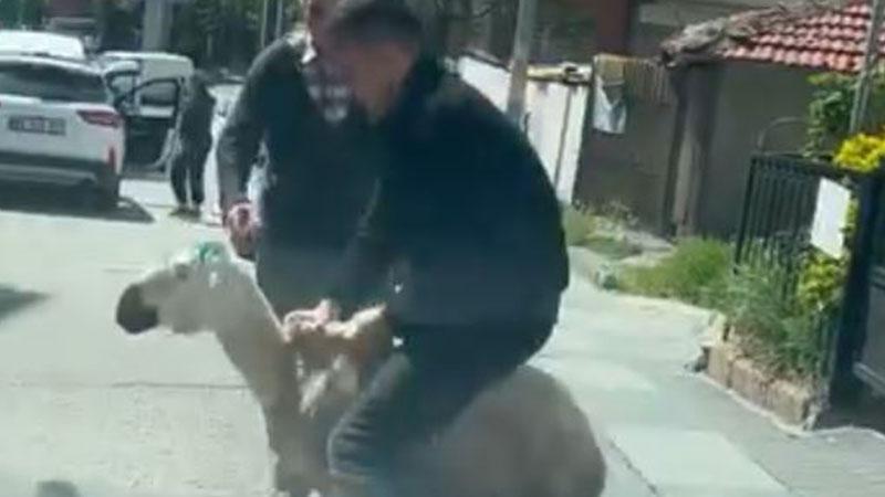 Ankara'da kaçan kurbanlıklar kameradaAnkara'da Kurban Bayramı'nın 1'inci gününde kesimden kaçan kurbanlıklar ve kurban sahipleri arasında yaşanan kovalamacalar kameraya yansıdı.