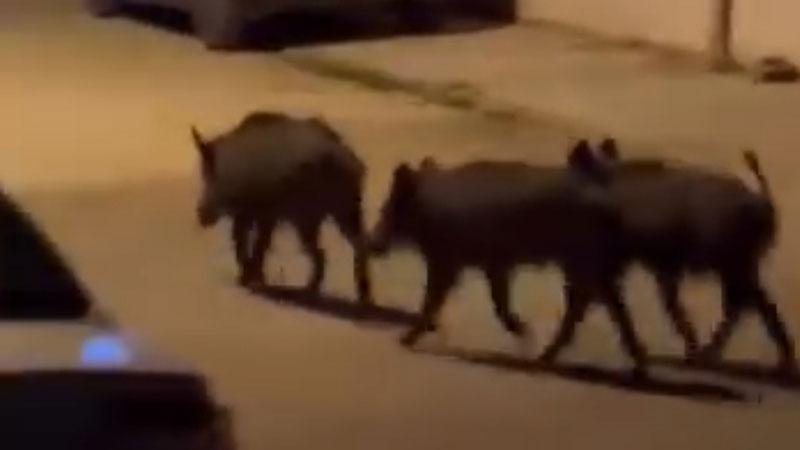 Hatay'da domuz sürüsü mahalleye indiHatay'da yiyecek aramak için mahalleye inen yaban domuzu sürüsü, vatandaşlar tarafından cep telefonu kamerasıyla görüntülendi.