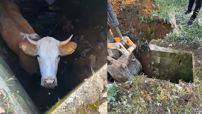 Düştüğü dinamit deposu çukurunda mahsur kalan inek, 8 gün sonra iş makinesiyle kurtarıldı