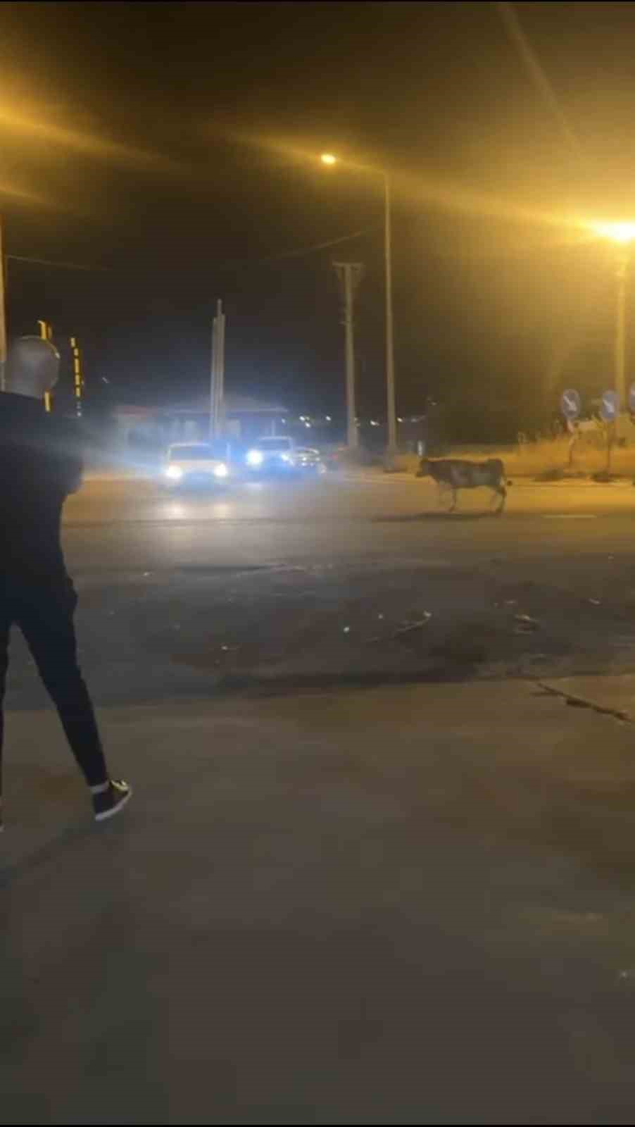 Mardin’de kaçan kurbanlık inek ortalığı birbirine kattı