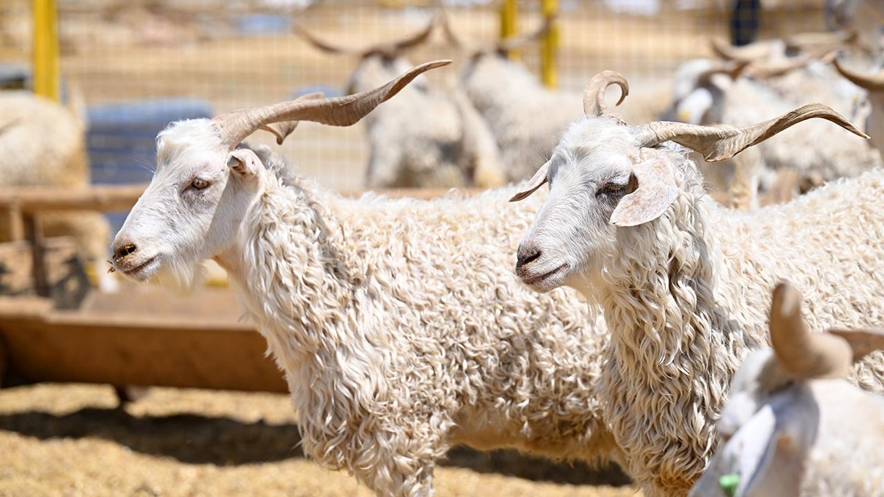 Satılamayan kurbanlıkları Et ve Süt Kurumu satın alacak