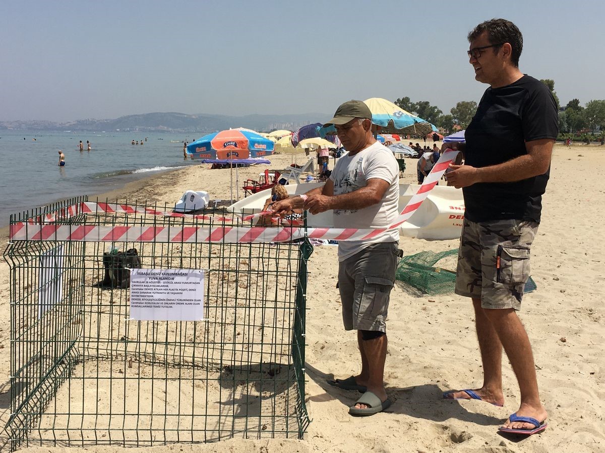 Aydın kıyıları deniz kaplumbağaları için yeni yuvalama merkezi oldu
