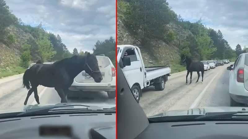 Bursa’da başıboş atlar, trafiği tehlikeye soktuBursa’da başıboş dolaşan 2 at, trafiği tehlikeye soktu. O anlar, çevredeki sürücünün cep telefonu kamerasına yansıdı.