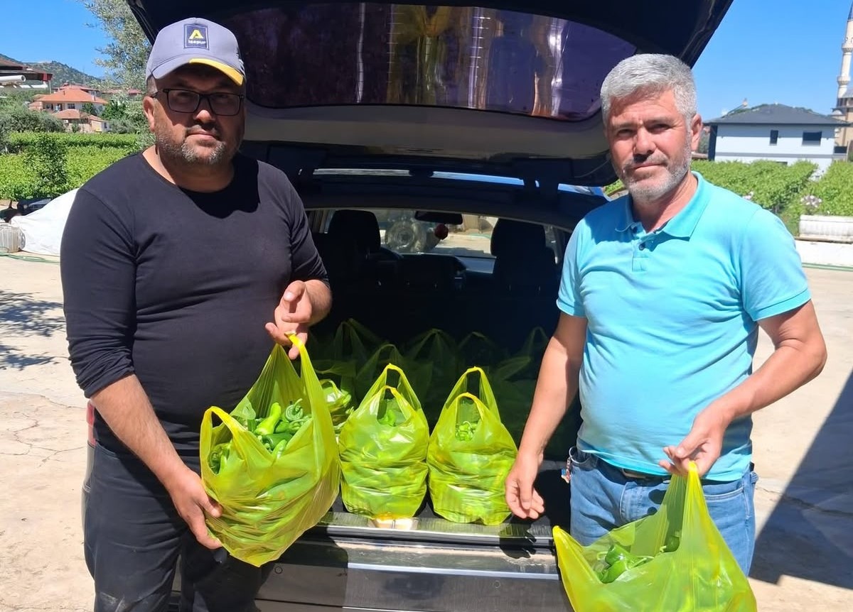 Sarıgöl’ün meşhur Emcelli biberi gurbetçilerin gözdesi oldu