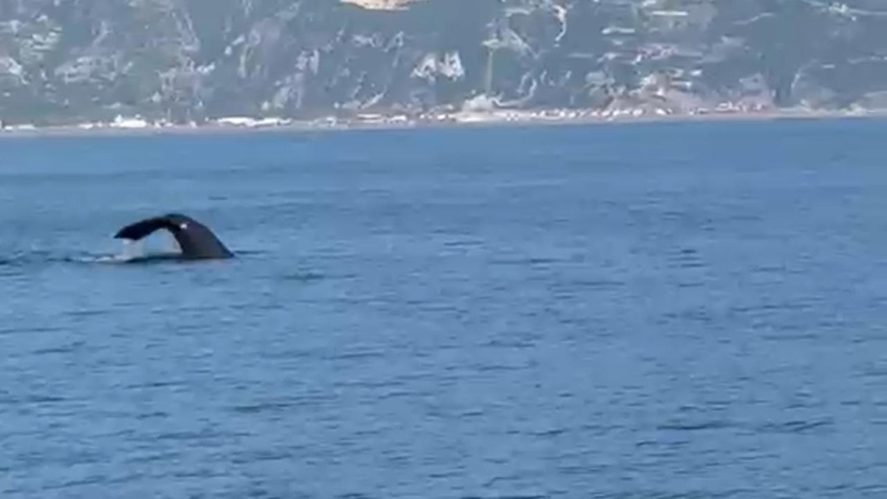 Hatay açıklarında 'balina' sürprizi