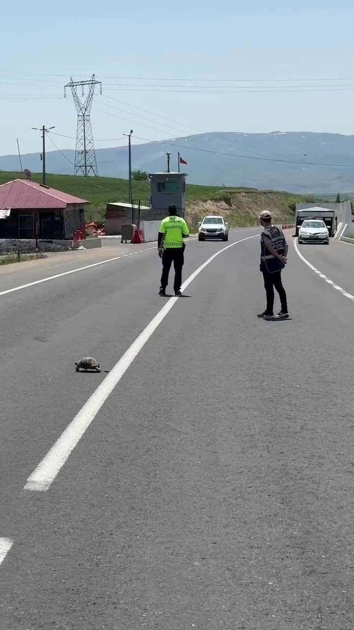 Hınıs’ta yürekleri ısıtan görüntü: Polis memuru kaplumbağa için trafiği durdurdu