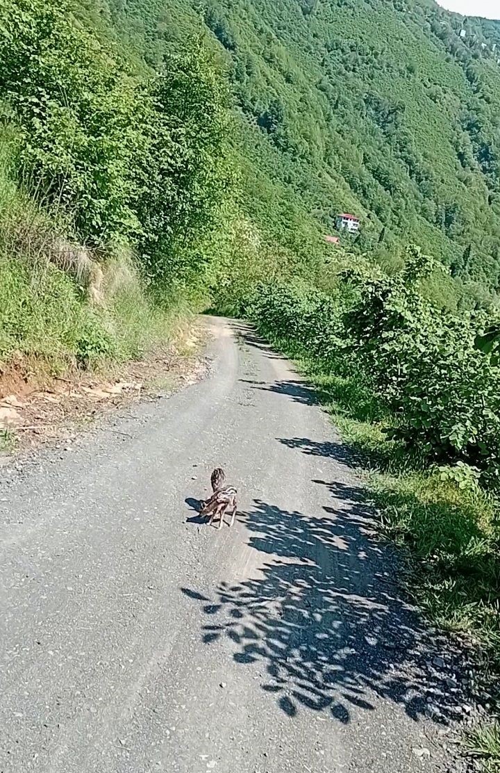 Yolda gördüğü karaca yavrularına Arçil ve Şota adını verdi